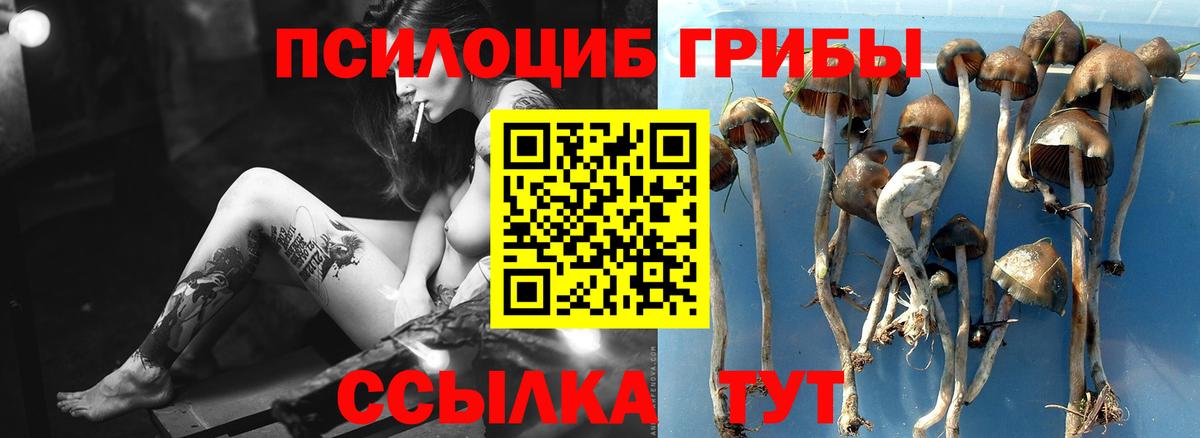 Галлюциногенные грибы Psilocybe Ноябрьск